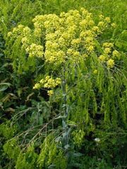 Pastel des teinturiers en fleurs