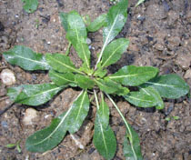 Rosette de pastels des teinturiers
